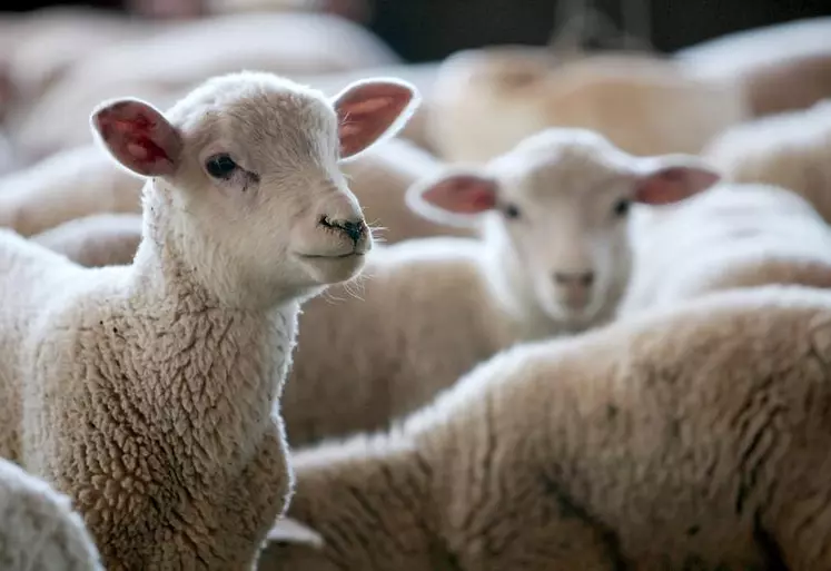 La demande d'agneaux est presque atone sur un marché totalement désorienté