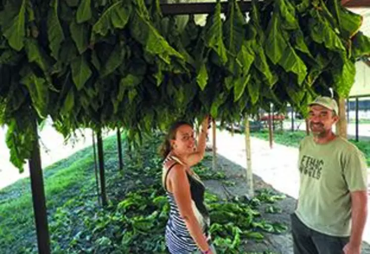 Thomas Pannetier et Stéphanie Seguin devant une rangée de tabac Brun. Variété rustique, le Brun demande peu d’eau. Il possède une haute teneur en nicotine. Son stockage et séchage sont simplifiés.