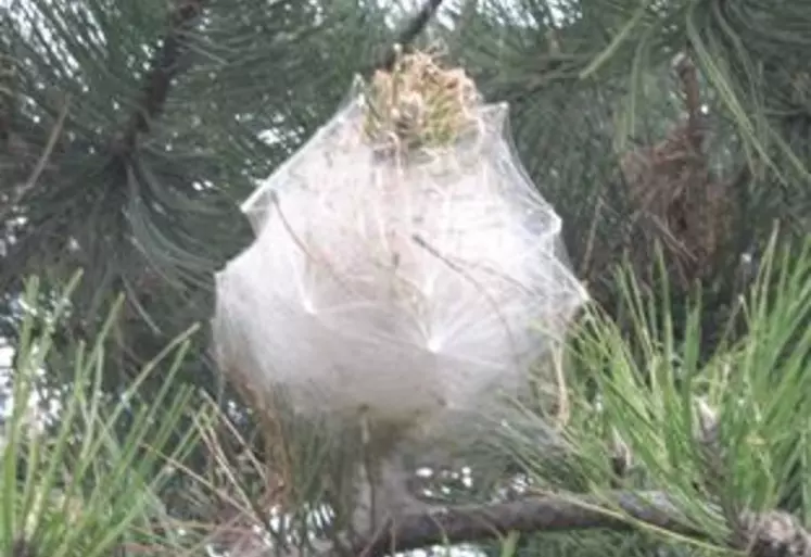 De nombreux nids de chenilles sont visibles sur les pins