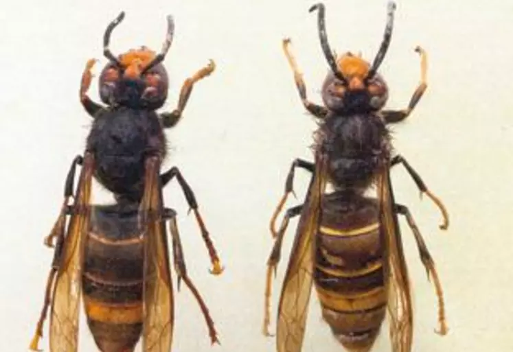 Le frelon asiatique (Vespa velutina) est de couleur sombre, les pattes jaunes et mesure 3 cm contre 4 cm pour le frelon européen. Son nid est construit en hauteur, il a une apparence de carton et ressemble à un gros ballon gonflable.