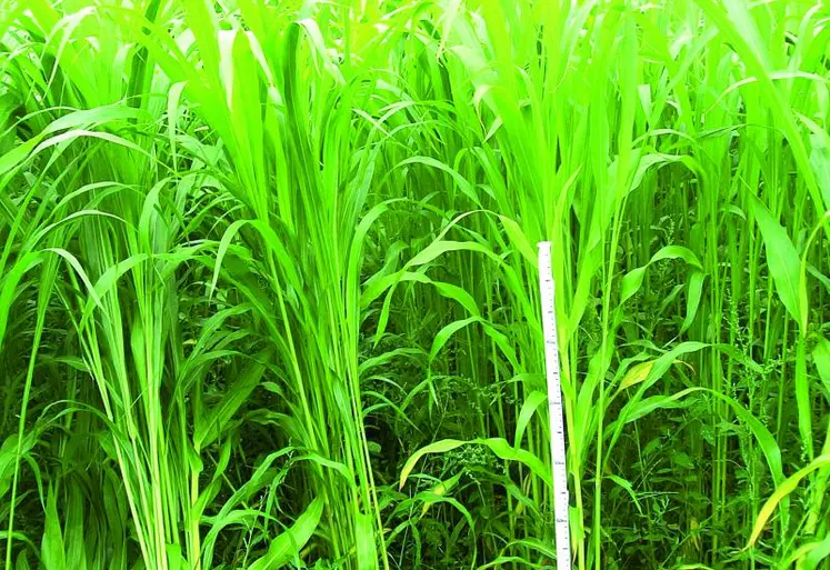 Graines De Sorgho Fourrager Susu NT - 15g, Engrais Vert, Plante Piège à Nitrates