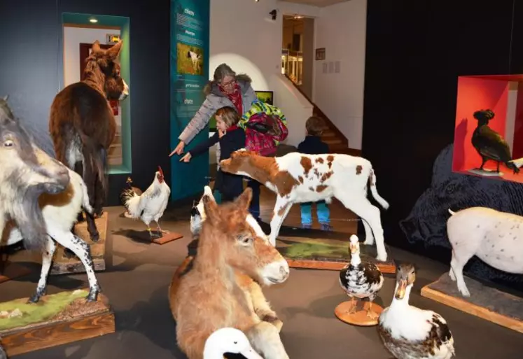 Exposition sur la domestication des animaux par les hommes, au musée Lecoq.