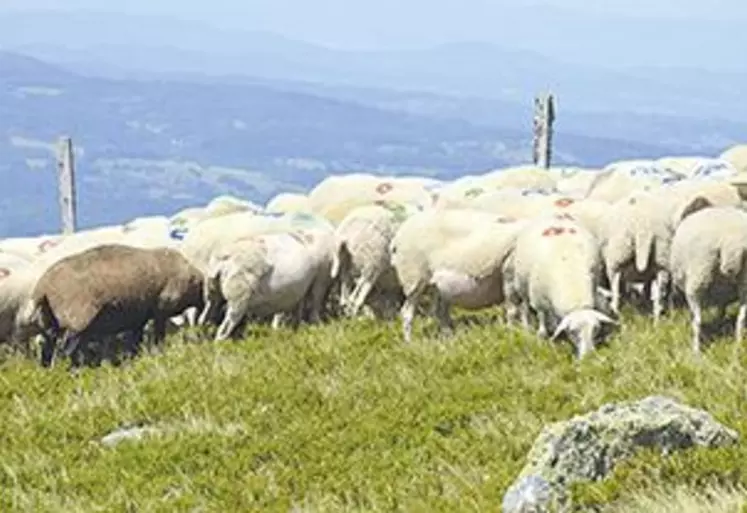 Les sécheresses successives asséchent les sources, jusque-là intarissables, de l’estive des Monts du Forez