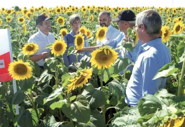 Visite de la démonstration des variétés de tournesol LG en Turquie avec de gauche à droite, Richard Legrand, Rita Szalay, Cenk Saracoglu, Daniel Cheron et Remi Bastien