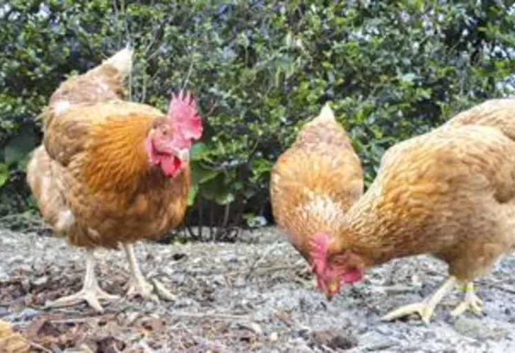 La volaille d’Auvergne est élevée
en plein air, nourrie 100% avec des céréales françaises et sans aucun antibiotique.