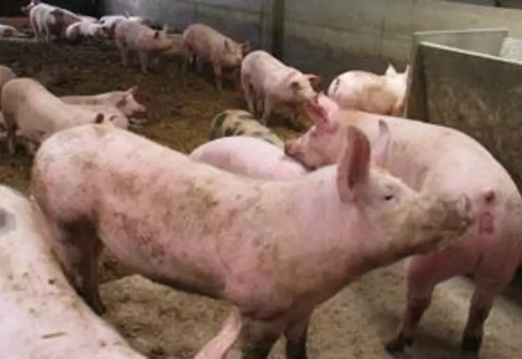 Les éleveurs de porcs de montagne sont dans l’attente des décisions du Parlement et de l’OMC.