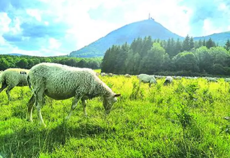 Le Parc des Volcans d'Auvergne accompagne les éleveurs ovins en race Rava dans la valorisation de leurs productions.