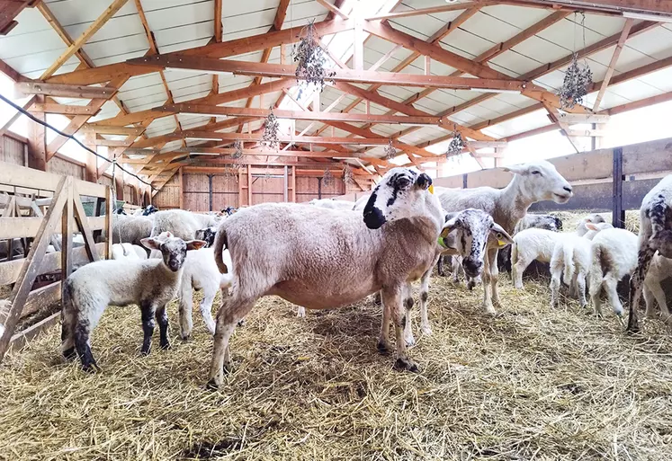 Des moutons sur une aire paillée dans une bergerie.