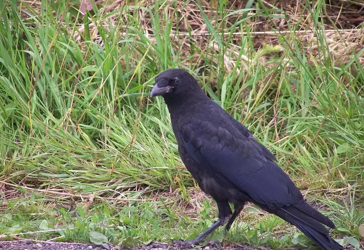 La corneille noire fait parti des espèces les plus courantes et les plus dommageables.