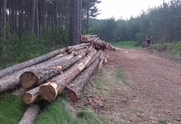 L'Office national des forêts a décidé de généraliser en 2020 la vente de bois en ligne.