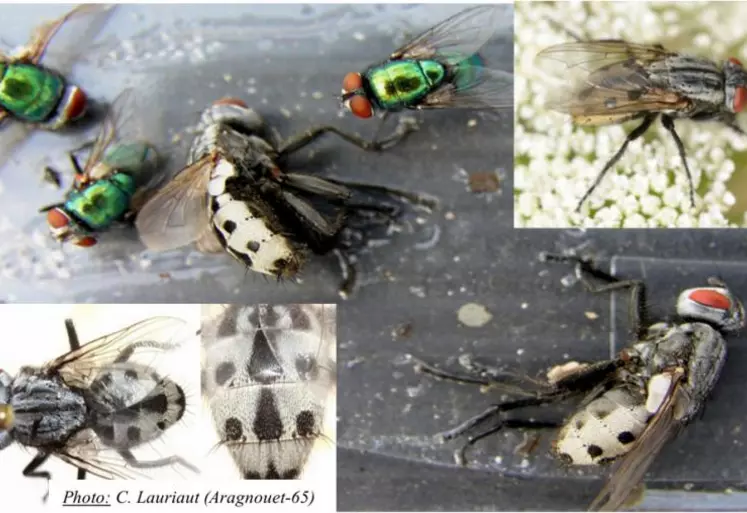 La différenciation entre Wohlfahrtia magnifica et Lucilia sericata, mouche à myiase habituelle de notre zone peut se faire au niveau de la morphologie : Lucilia : Couleur : bleu métallique / Taille : 6 à 11 mm - Wohlfahrtia : Couleur : gris-noir, avec un abdomen avec points noirs sur abdomen blanc + Yeux rouge brique / Taille : 8 à 14 mm.