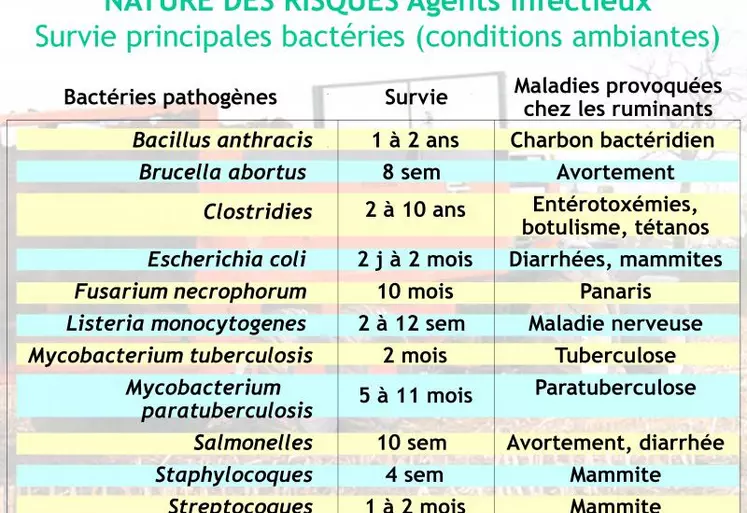 Ce tableau indique les principales bactéries responsables de maladies des ruminants susceptibles d’être accumulées dans les effluents d’élevage. À l’exception des formes sporulées, la durée des risques engendrés va de quelques jours à quelques mois. Cela nécessite des mesures de gestion des effluents (fumiers, lisier) mais également de désinfection des bâtiments.