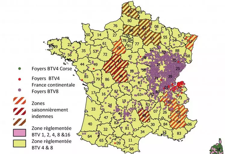 En France continentale, 1 852 foyers de BTV8 ont été enregistrés depuis le 24/05/2017 (début de la 3e saison de FCO), dont 439 depuis le 01/01/2018, la plupart détectés lors de mouvements d’animaux, 121 foyers cliniques ont été recensés entre le 16/08/2017 et le 01/03/2018. Pour le BTV4, ce sont 97 foyers identifiés dont 20 depuis le 01/01/2018. Pour la Corse, depuis le premier foyer confirmé en décembre 2016, 262 foyers sont comptabilisés dont 55 foyers cliniques (52 ...