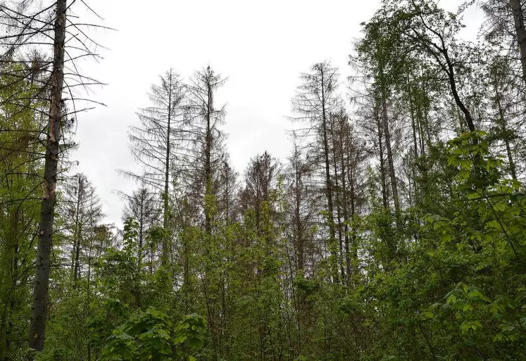 Les arbres ou parties de houppier attaqués par le scolyte dépérissent et les aiguilles deviennent rouge-brun.