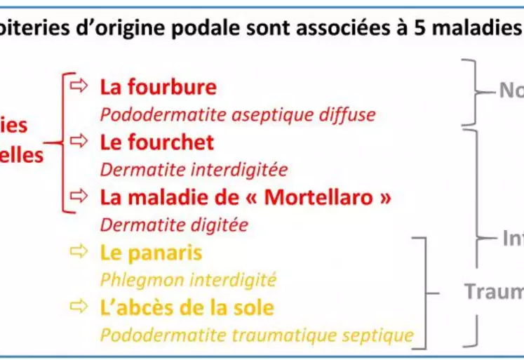 Les pathologies podales des bovins sont nombreuses, avec des causes multiples, seule une bonne connaissance permet de les gérer au mieux.