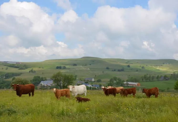 L’élevage à l’herbe, ADN du Massif central.