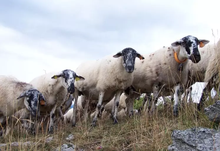 La rava, est l'une des six races rustiques gérées par l'organisme de sélection races ovines des Massifs. Elle a colonisé, depuis de nombreuses années, la chaîne des Puys.