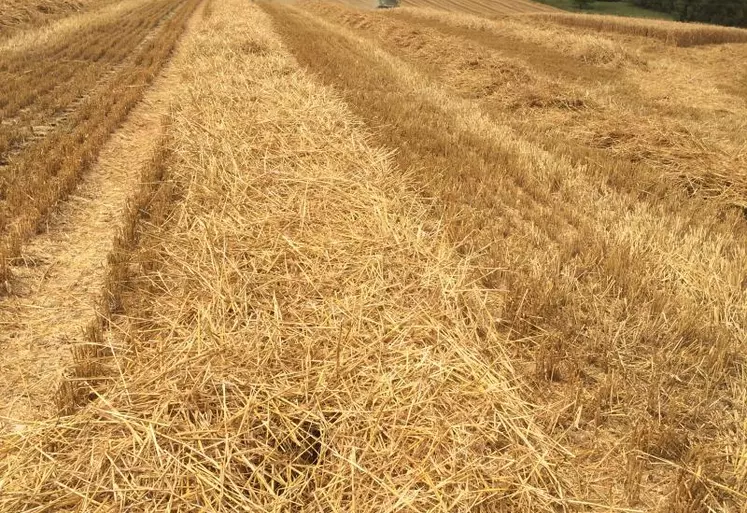 Beaucoup de paille pour cette récolte 2016, mais des grains petits et de qualité médiocre.