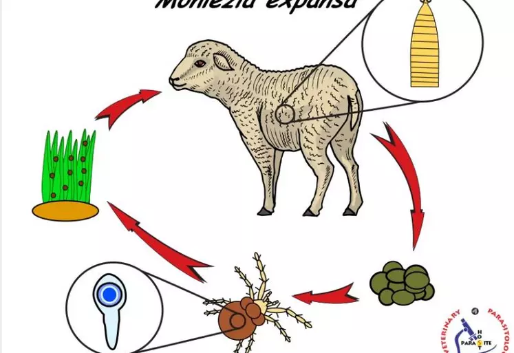 La présence d’un hôte intermédiaire, l’oribate, un acarien microscopique, est indispensable pour boucler le cycle de Moniezia expansa. Il se contamine en ingérant les œufs dans les crottes (coprophagie) et va héberger les larves infestantes de ténia. Le mouton se contamine à son tour par ingestion des oribates en broutant l’herbe.