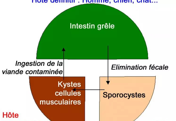 Le cycle évolutif inclus deux hôtes dont le bovin est l’hôte intermédiaire, et le chien, le chat et l’Homme sont des hôtes définitifs. La phase exogène commence par l’émission de sporocystes en très grand nombre dans les matières fécales de l’hôte définitif. La phase endogène se déroule en impliquant deux espèces différentes : d’abord l’hôte intermédiaire qu’est le bovin, puis l’hôte définitif. Le bovin s’infecte en ingérant les sporocystes présents ...