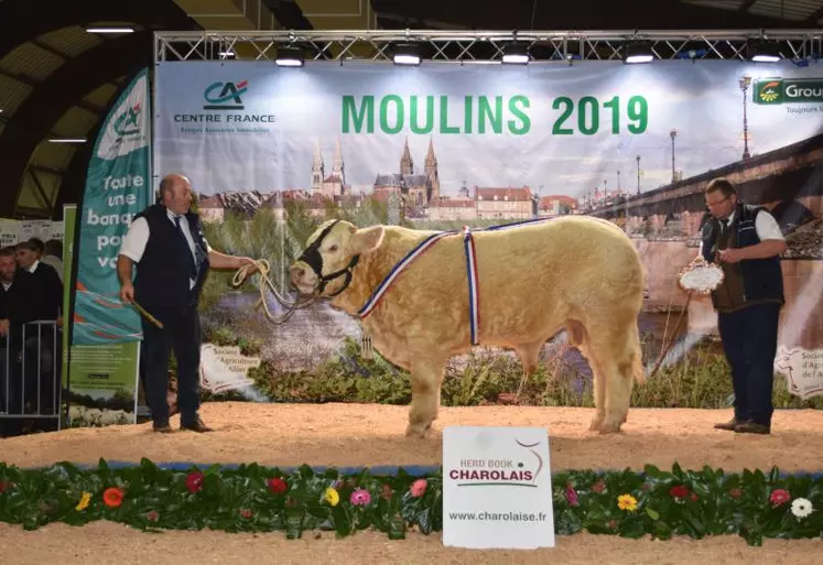 P’tit Louis, élevage Gagnepain Champenois (Rigny-sur-Arroux, 71) : Super prix d’honneur veaux mâles.