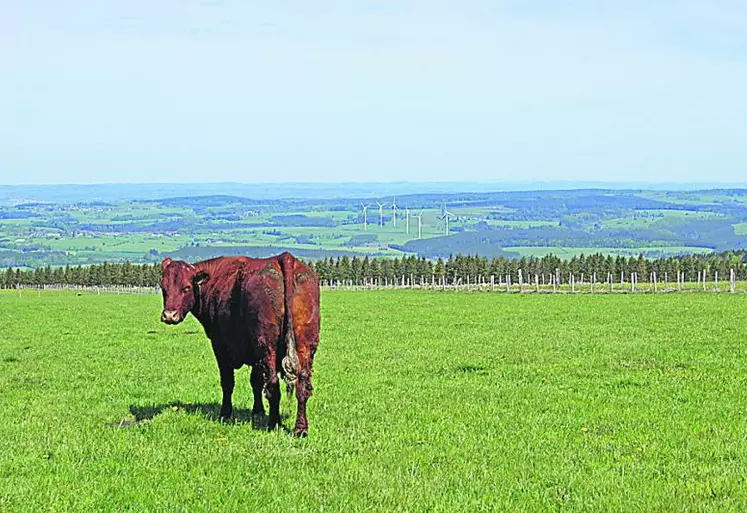 Les prairies occupent deux-tiers de la surface agricole du Massif central.