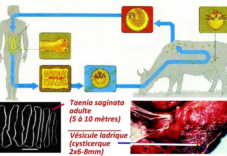 L'Homme s'infeste en consommant de la viande crue ou peu cuite renfermant des cysticerques. En 3 mois, la forme adulte de Tænia saginata est formée dans l'intestin grêle. 5 à 10 anneaux mobiles du tænia sont expulsés chaque jour. Dans le milieu extérieur, les anneaux sont libèrent les oeufs (environ 80 000 par anneau, soit plus de 150 millions par an) très résistants dans le milieu extérieur et aux agents physiques et chimiques.