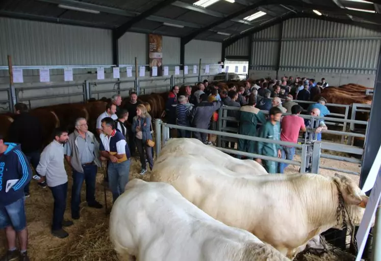 Limousins et charolais étaient présentés ensemble et vendus selon la même technique du pli cacheté.