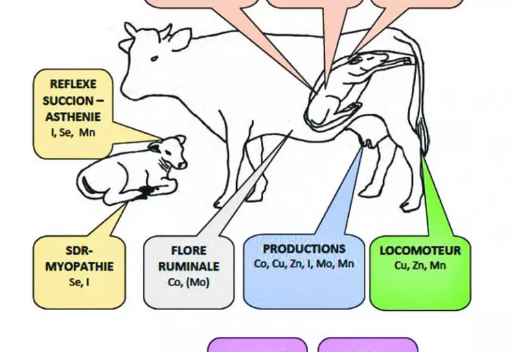 Les oligoéléments jouent un rôle essentiel dans la santé des animaux et leurs performances zootechniques.
