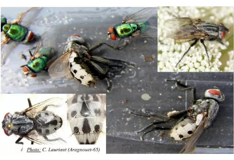 La différenciation entre Wohlfahrtia magnifica et Lucilia sericata, mouche à myiase habituelle de notre zone peut se faire au niveau de la morphologie : Lucilia : Couleur : bleu métallique / Taille : 6 à 11 mm - Wohlfahrtia : Couleur : gris - noir, avec un abdomen avec points noirs sur abdomen blanc + Yeux rouge brique / Taille : 8 à 14 mm