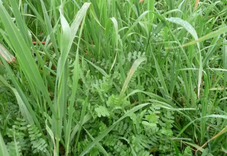 Au-delà de répondre, dans certains cas, à la réglementation, les couverts végétaux sont de vrais alliés agronomiques.