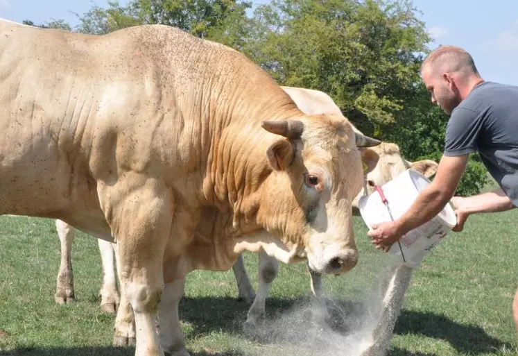 Les fabrications d’aliments pour les bovins viande se stabilisent.