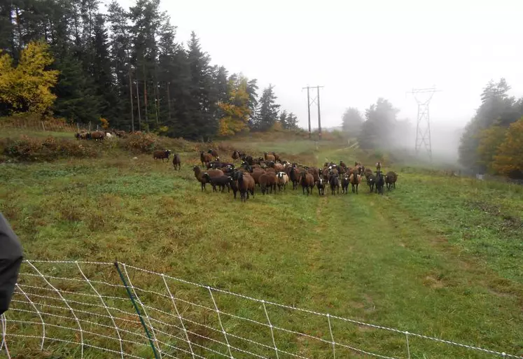 Par convention, le troupeau de Noires du Velay d’Emmanuel Coste entretient les parcelles sous la ligne électrique.