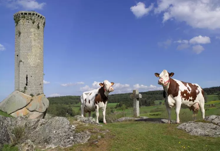 Ces deux Montbéliardes et leurs consoeurs vous attendent, 
et vous espèrent nombreux dimanche 28 juillet à Chanaleilles…