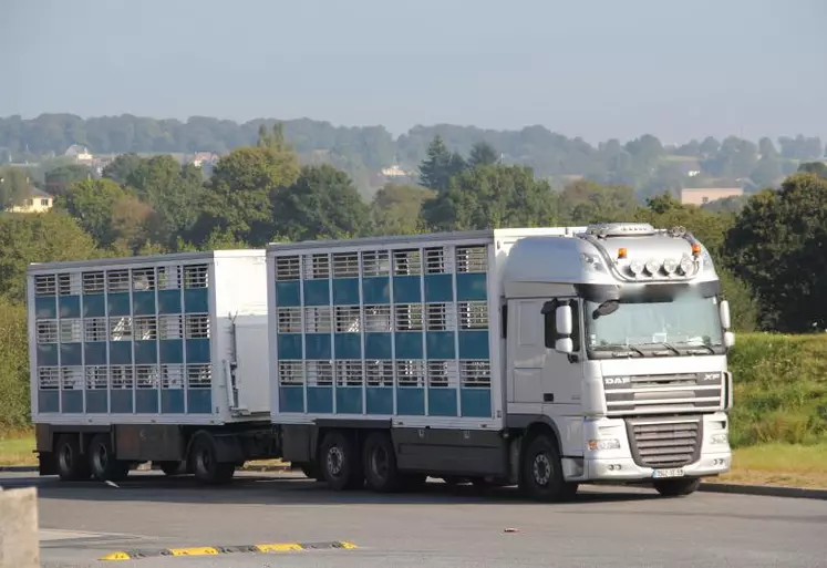 Selon le réglement européen, «nul ne transporte ou ne fait transporter des animaux dans des conditions telles qu’ils risquent d’être blessés ou de subir des souffrances inutiles».