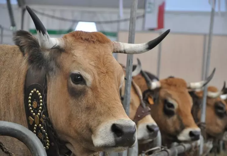 Les effectifs d’aubracs sont passés de 56 000 vaches en 1979 à 230 000 aujourd’hui.