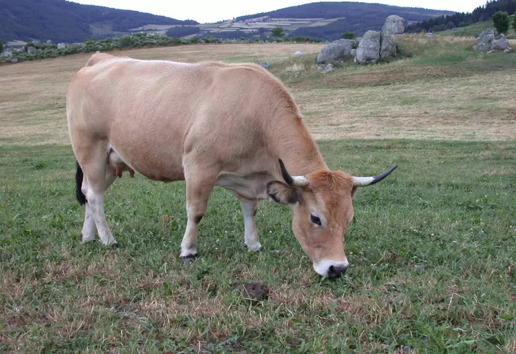 belle Aubrac à la pâture