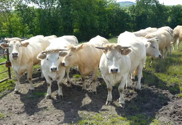 La finition de génisses est plus rentable si le poids d’abattage est élevé, si elle optimise l’herbe 
et vise les filières haut de gamme.