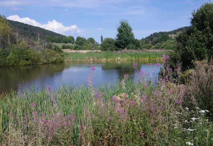 340 espèces végétales ont été recensées, dont des espèces spectaculaires comme l'oeillet superbe et l'Epipactis des marais.