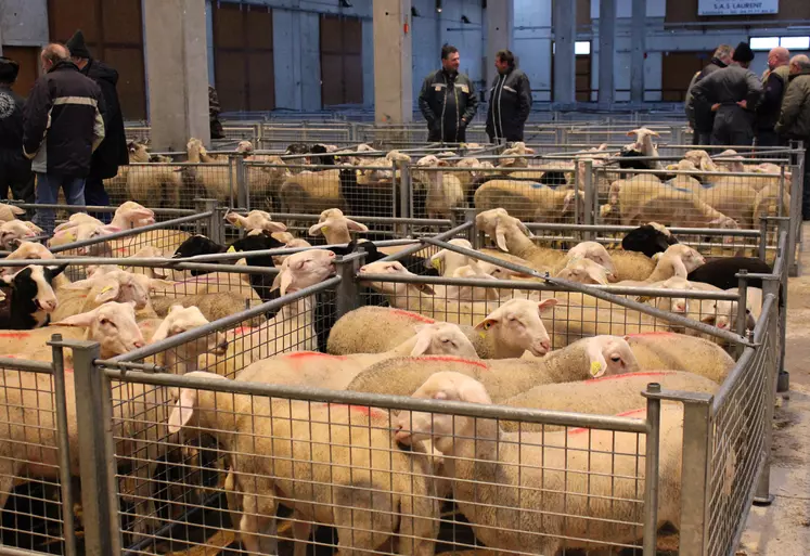 Lot d'agneaux à la vente au marché couvert de Saugues.