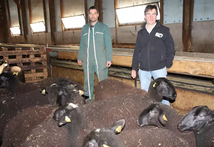 Le 13 décembre, il restait 150 agnelles disponibles à la vente 
dans les trois élevages sélectionneurs.