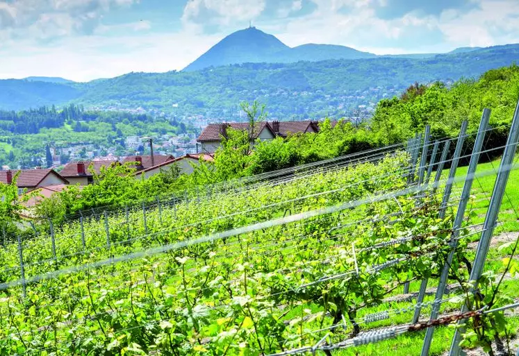 Les terroirs volcaniques confèrent une typicité très marquée aux vins, reconnue à l’International.