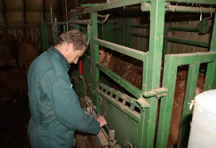 Pesée d'un veau par un technicien