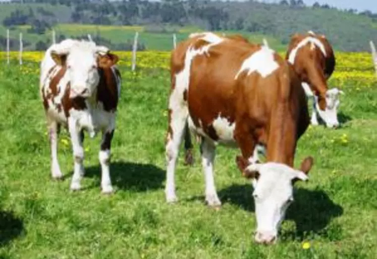 La production française de lait a reculé en avril de 1,1% sur un an, dans un contexte de surproduction mondiale et de chute des prix.