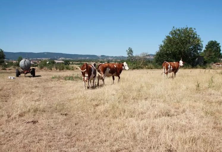 Les vaches ne trouvent plus rien à manger dans les pâtures !