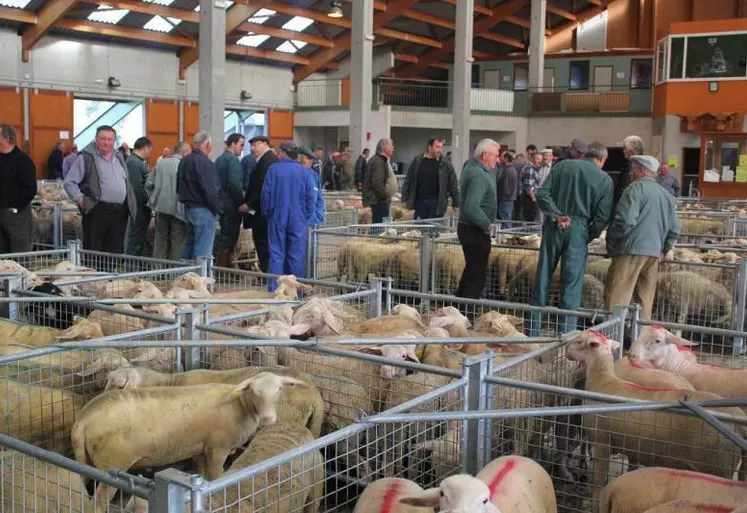 L’Agneau de Saugues est un agneau de lait, né et élevé sous la mère, produit en Gévaudan-Margeride, commercialisé au marché de Saugues, et abattu avant 110 jours.