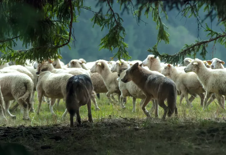 Loup devant un troupeau de brebis
