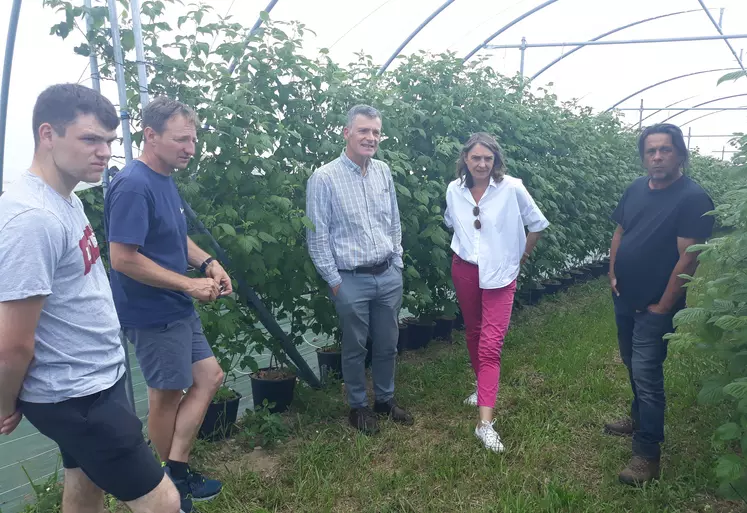 Chez Eric Pauchon, la visite s'est déroulée en présence de deux autres producteurs et du maire de St Julien  Molhesabate. Ici sur une parcelle de framboisiers hors sol cultivés en pots.