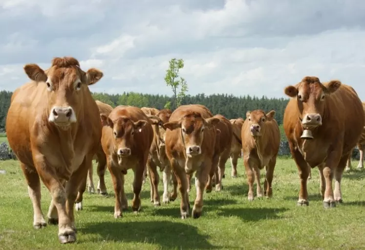 La limousine, une race qui présente des qualités d'élevage et de viande.