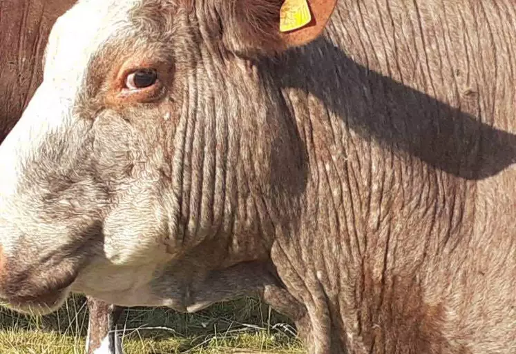 Vache atteinte de besnoitiose - perte de poils et épaissement de la peau.